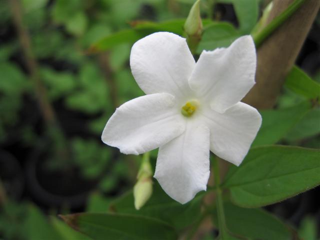 Jasminum Officinale